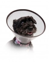 Schutzkragen Click für Hund und Katze