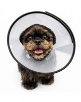 Schutzkragen für Hunde und Katzen mit Klickverschluss und weichem Rand
